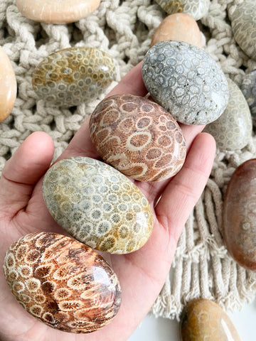 Fossil Coral Palm Stone